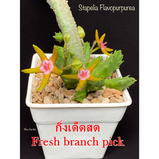 เก๋งจีน Stapelia Flavopurpurea *กิ่งเด็ดสด* แคคตัส ไม้อวบน้ำ Cactus and Succulent