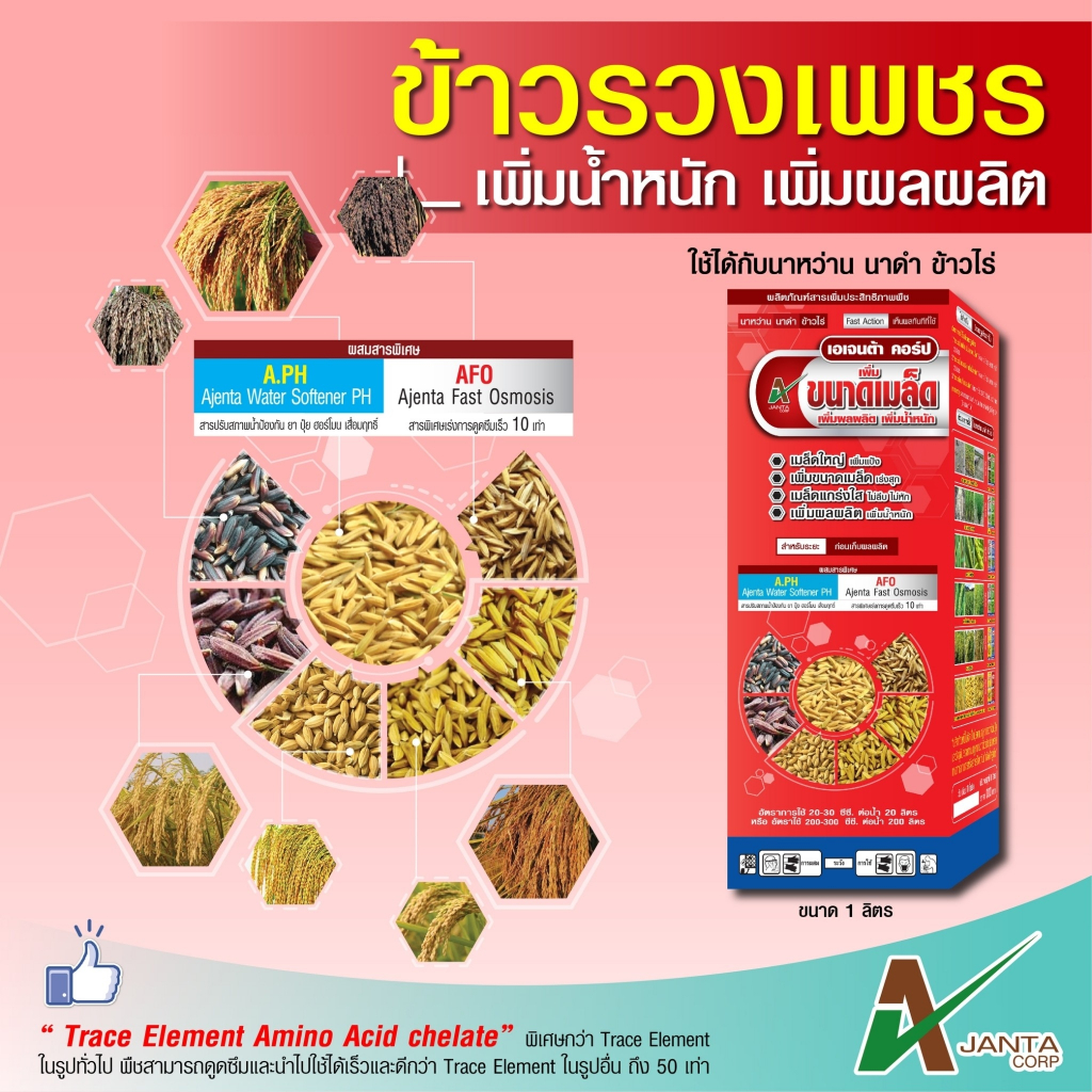 ข้าวรวงเพชร ลมเบ่ง เร่งสุก เพิ่มน้ำหนัก เอเจนต้า คอร์ป สร้างแป้งข้าว เมล็ดแกร่ง ไม่ลีบ ไม่หัก ใช้ก่อนเก็บผลผลิต