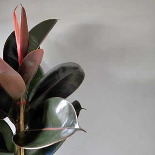 🖤🖤ต้นยางอินเดียดำ"Rubber Plant" 80-90Cm. (ต้นใหญ่) ความสูงวัดจากก้นกระถาง พร้อมกระถาครบชุดพร้อมปลูก