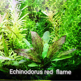 Echinodorus red flam อะเมซอนเรดเฟรม ต้นไม้น้ำ (พืชน้ำ)