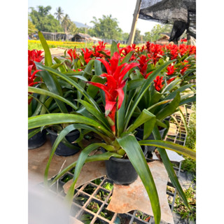 ต้นสัปรดสีสายพันธุ์Guzmania lingulata