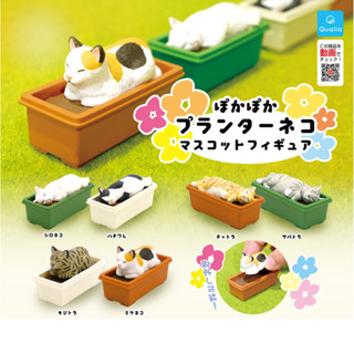 กาชาปองมาสคอทแมว Poka Poka Planter