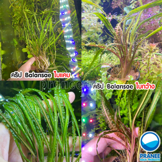 คริป Cryptocoryne Balansae มี 2 ชนิด พร้อมปลูก ต้นไม้น้ำ ตกแต่งตู้ปลา ***กรุณาอ่านรายละเอียดก่อนสั่งซื้อ***