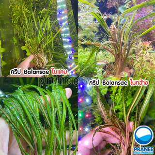 คริป Cryptocoryne Balansae ต้นไม้น้ำ มี 2 ชนิด พร้อมปลูก ตกแต่งตู้ปลา ***กรุณาอ่านรายละเอียดก่อนสั่งซื้อ***