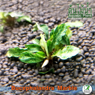 Bucephalandra Marble บูเซปด่าง ต้นไม้น้ำ (พืชน้ำ)