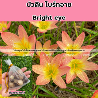 🌷หัวดอกบัวดินไบร์ทอาย