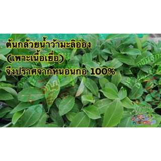 ต้นกล้วยน้ำว้ามะลิอ่อง🌿พันธุ์ดี🌿หวีใหญ่ 🌿ปราศจากหนอนกอ 100 % (จำนวน 5 ต้น)