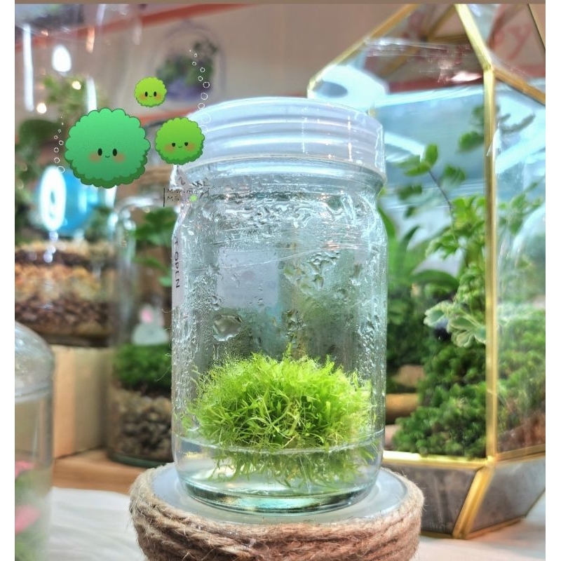 (2025จัดส่งขนาดเต็มขวด) ไม้น้ำหญ้ากระดาษ Utricularia graminifolia