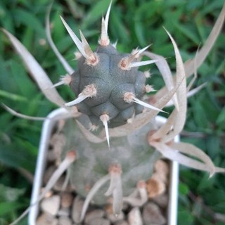 หนามกระดาษ Tephrocactus articulatus var. papyracanthus กระบองเพชร แคคตัส ไม้อวบน้ำ cactus&amp;succulen