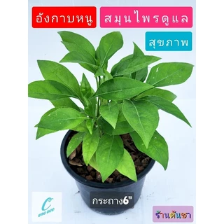 ต้นอังกาบหนู ดอกเหลือง สมุนไพร มากสรรพคุณ กระถาง 6"