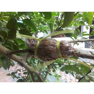 ตุ้มตอนกิ่ง/ 2 บ./ตุ้มขุยมะพร้าว(พร้อมใช้)แช่น้ำยาเร่งรากแล้ว/ค่าส่งถูกมาก