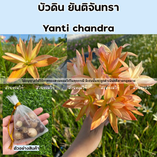 🌷หัวดอกบัวดินยันติจันทรา