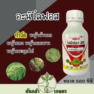 อะนิโลฟอส โฟนิฟอส30 เก็บหญ้าในนาข้าว หญ้าข้าวนก หญ้าดอกขาว