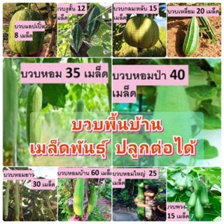 บวบพื้นบ้าน สวนแทนใจไร่ดอกเหงื่อ เมล็ดพันธุ์ เก็บปลูกต่อได้