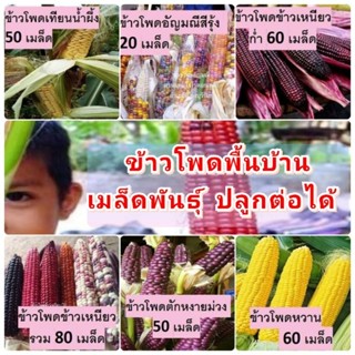 ข้าวโพดพื้นบ้าน สวนแทนใจไร่ดอกเหงื่อ เมล็ดพันธุ์ปลูกต่อได้