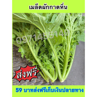 เมล็ดพันธ์ผักกาดหิ่น วาซาบิของไทย