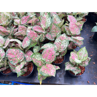 Aglaonema SP Tricolour🌱 อโกลนีมาสามสีกระถาง5นิ้ว