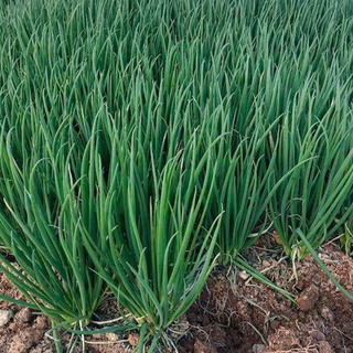 ต้นหอม เมล็ดพันธุ์ ต้นหอมแบ่ง หัวหอม 400 เมล็ด🌱[10 เเถม 2]