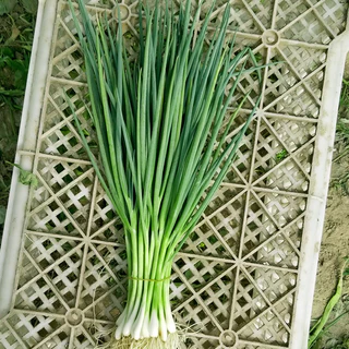 ต้นหอม เมล็ดพันธุ์ ต้นหอมแบ่ง หัวหอม 400 เมล็ด🌱[10 เเถม 2]