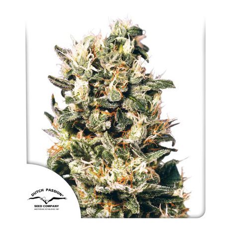 Euforia Dutch passion 3 feminized cannabis seeds เมล็ดกัญชา