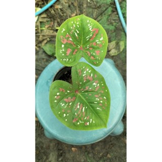 บอนสีพริกกะเกลือcaladium