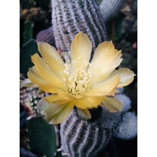 cactus lobivia albolanata โลบิเวียขาวกราฟตอสามเหลี่ยม