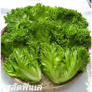 ต้นกล้าผักสลัด  Frillice Ice Berg Lettuce (ฟิลเลย์ไอซ์เบิร์ก)   ต้นกล่้าละ 9บาท ซื้อ 10แถม 2ต้น