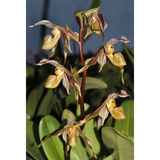 paph.kolopakingii ขนาดกระถาง 2 นิ้ว