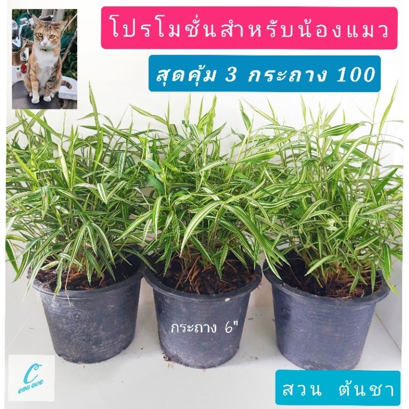 รูปภาพ 2