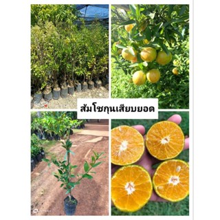 ส้มโชกุนเบตง มีรสหวาน ผลใหญ่ กลิ่นหอม ขนาดต้นที่ส่ง 60-70ซม.