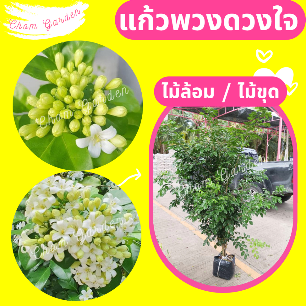 ต้นแก้วพวงดวงใจ #แก้วพวงดวงใจ ไม้ล้อม pre