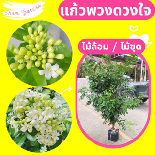 ต้นแก้วพวงดวงใจ #แก้วพวงดวงใจ ดอกแก้ว #ไม้ล้อม