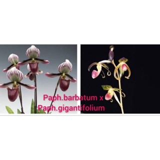 Paph.barbatum x Paph.gigantifolium ขนาดกระถาง 2 นิ้ว