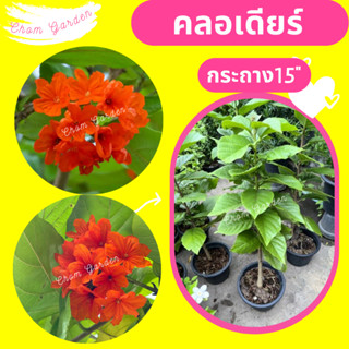 ต้นคลอเดียร์ คลอเดียร์ คลอเดียร์สีส้ม กระถาง 15"