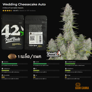 เมล็ดกัญชา Wedding Cheesecake Auto - Fastbuds Pack : 1 seed พร้อมแพ็คเกจค่าย เมล็ดกัญชาออโต้