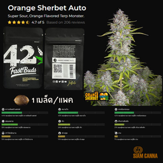 เมล็ดกัญชา Orange Sherbet Auto - Fastbuds Pack : 1 seed พร้อมแพ็คเกจค่าย เมล็ดกัญชาออโต้