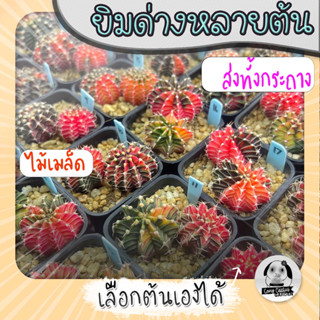 ต้นยิมโนด่างหลายต้น เลือกต้นได้ LBHBด่าง (gymnocalycium) set LB - กระบองเพชร ราคาถูก🌵แคคตัส🌵