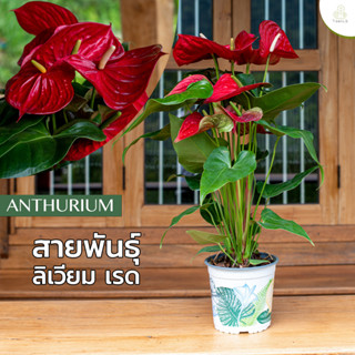 Treeno.9 T43 ดอกหน้าวัว สี ลิเวียน เรด (Anthurium) / กระถาง 8 นิ้ว / สูง 30-50 cm / ไม้ดอกประดับ ไม้มงคล ไม้ฟอกอากาศ (ต้นไม้)