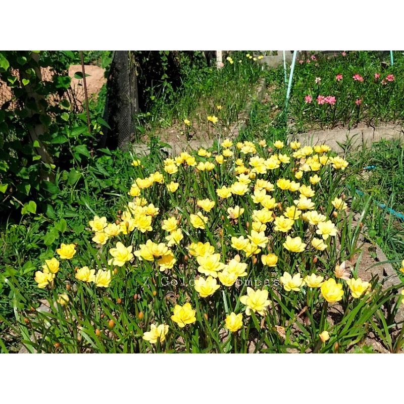 บัวดิน Z.Golden Compass ดอกซ้อนสวยชุดละ4หัว150