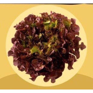 ต้นกล้าผักสลัด เรดโอ๊ค 30ต้น=90 บาท  (ทางร้านแถมเพิ่มให้อีก 10 ต้น 💕  30Red Oak Lettuce 15-25Days Plant