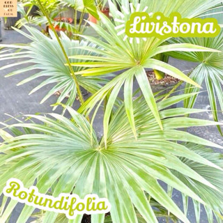 [ปาล์ม ยะวา] Livistona Rotundifolia แคคตัส ต้นไม้ ไม้หนาม ไม้ทนแล้ง กุหลาบหิน ไม้อวบน้ำ พืชอวบน้ำ succulent cactus กระบอ