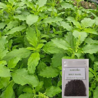 เมล็ดกะเพราเขียว1,000เมล็ด(5แถม1คละได้)