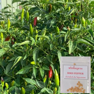 🌶️เมล็ดพริกขี้หนูสวน 30 เมล็ด (5แถม1คละได้)