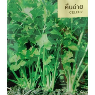 เมล็ดพันธุ์ คื่นฉ่าย 7500 เมล็ด ตราเจียไต๋ ขึ้นฉ่าย เซเลอรี่ celery เมล็ดผัก