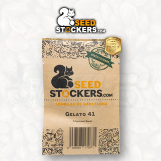 Gelato 41 (Photo) - Seedstockers เมล็ด กัญชา นำเข้าแท้100% เมล็ดเพศเมีย