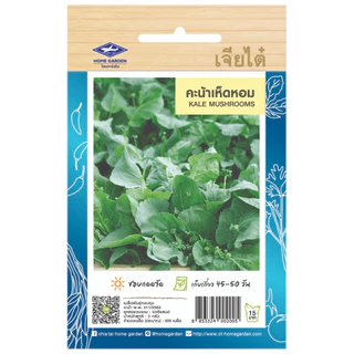 เจียไต๋ (ซื้อ10แถม2) เมล็ดพันธุ์ คะน้าเห็ดหอม ขนาด2กรัม ประมาณ500เมล็ด Mushrooms Kale คะน้า เมล็ดพันธุ์พืช เมล็ดผัก ปลูก