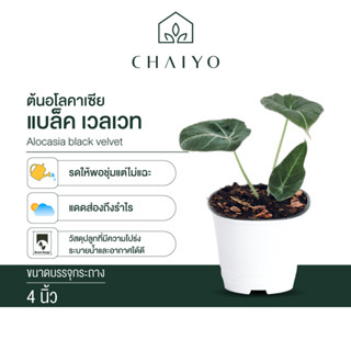 อโลคาเซีย แบล็ค เวลเวท  (Alocasia black velvet) กระถาง 4 นิ้ว