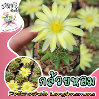 กล้วยหอม กระบองเพชรกล้วยหอม Dolichothele Longimamma กระบองเพชร ไม้อวบน้ำ succulent แคคตัส cactus