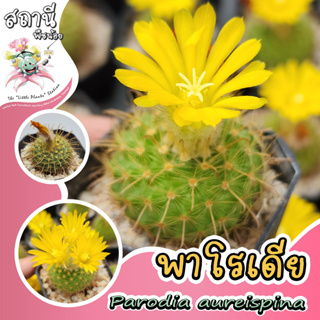 พาโรเดีย Parodia aureispina กระบองเพชร ไม้อวบน้ำ succulent แคคตัส cactus