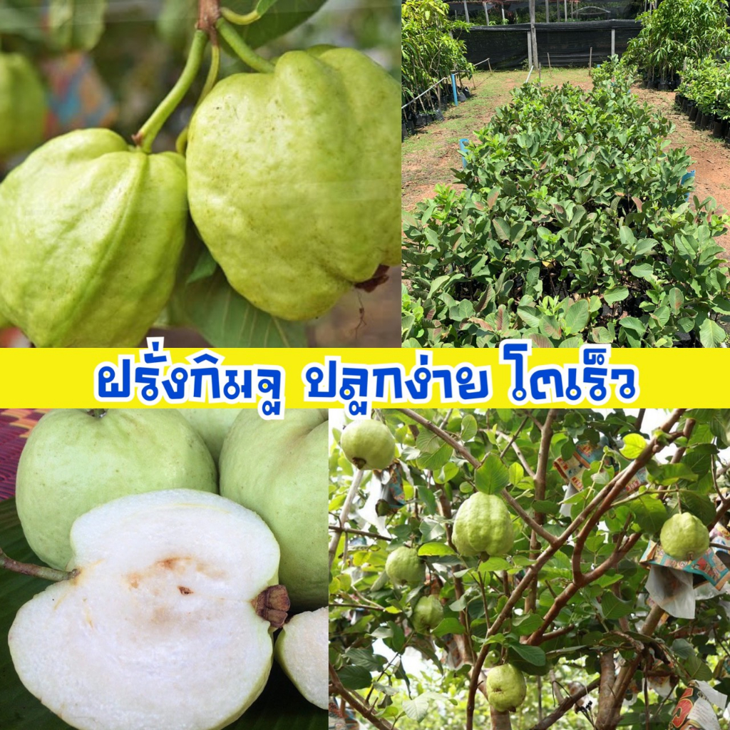 ต้นพันธุ์ฝรั่งกิมจูเนื้อขาวไร้เมล็ด